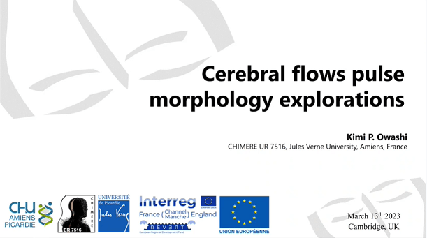 Cerebral flows pulse morphology explorations